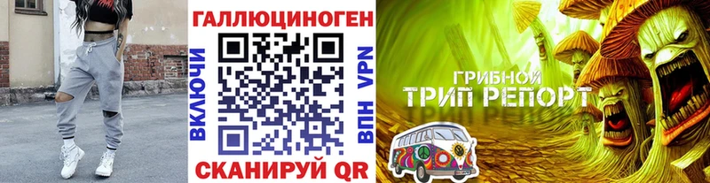 Галлюциногенные грибы GOLDEN TEACHER  omg зеркало  Гвардейск 